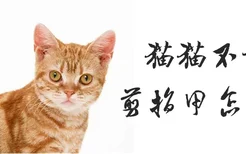 猫猫不让剪指甲怎么办