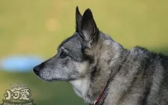 挪威猎鹿犬真菌皮肤病怎么治疗 真菌皮肤病治疗方法