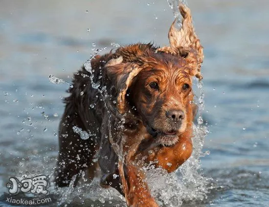 英国可卡犬怎么梳毛 英国可卡犬毛发打理方法1