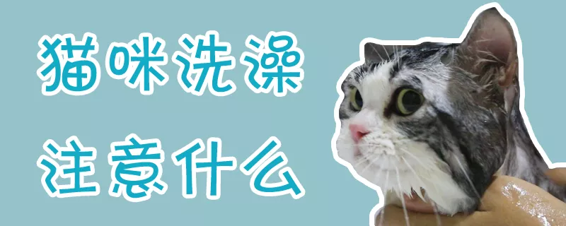 猫咪洗澡注意什么