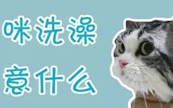 猫咪洗澡注意什么