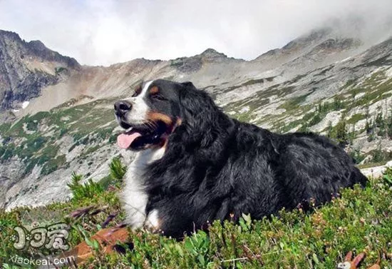 大瑞士山地犬吃什么 喂食注意事项