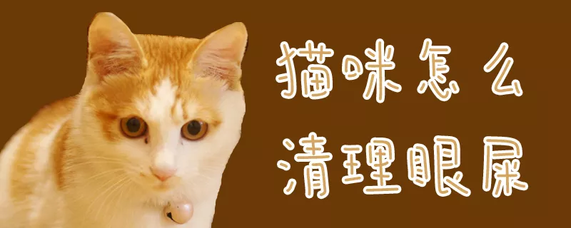 猫咪怎么清理眼屎