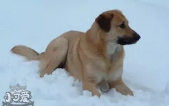 奇努克犬怎么养 奇努克犬饲养心得