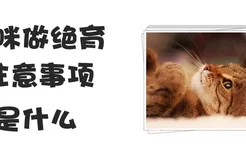 猫咪做绝育注意事项是什么