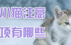 养小猫注意事项有哪些