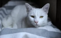 博汪猫粮能吃多久 猫咪不同所需的食量也不同