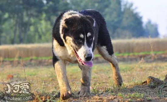 中亚牧羊犬怎么训练 中亚牧羊犬训练教程1