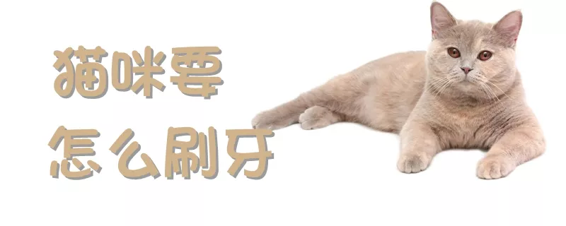 猫咪要怎么刷牙