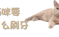 猫咪要怎么刷牙