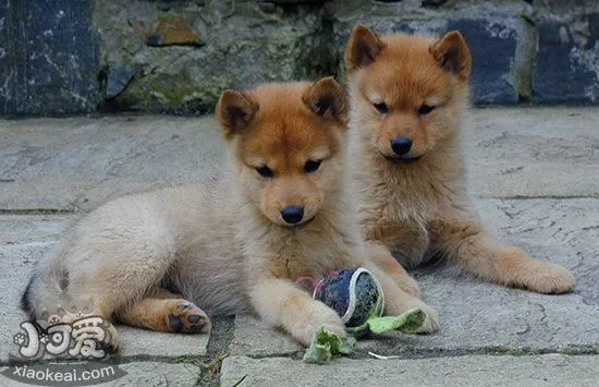 如何给芬兰波美拉尼亚丝毛狗驱虫 芬兰狐狸犬驱虫方法1