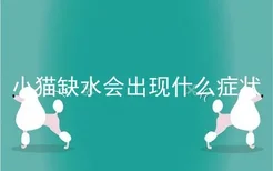 小猫缺水会出现什么症状