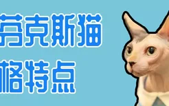 斯芬克斯猫性格特点