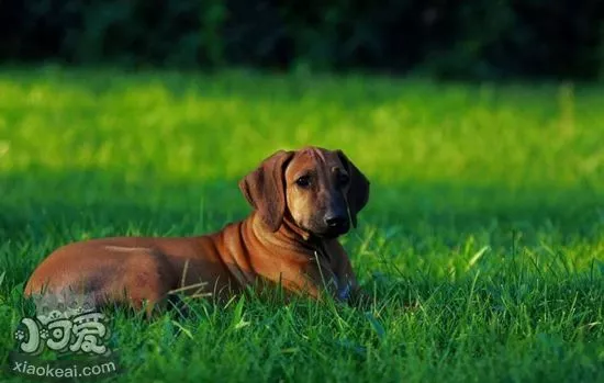 怎么训练罗得西亚脊背犬看家 猎狮犬看家能力训练