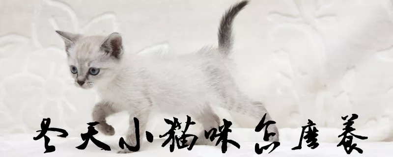 冬天小猫咪怎么养