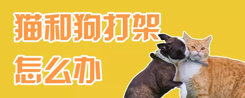 猫和狗打架怎么办