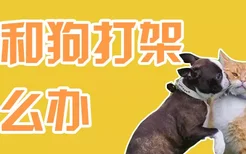 猫和狗打架怎么办