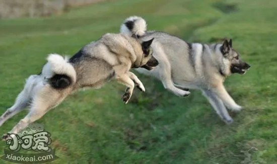 挪威猎鹿犬怎么洗澡 挪威猎鹿犬洗澡护理