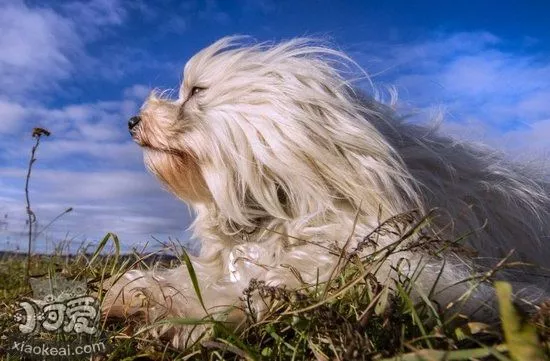 哈瓦那犬怎么修剪指甲 哈瓦那犬指甲修剪方法1