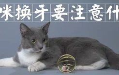 猫咪换牙要注意什么