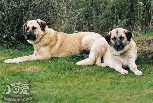 安纳托利亚牧羊犬怎么预防皮肤病