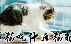 家猫吃什么猫粮