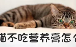 小猫不吃营养膏怎么办