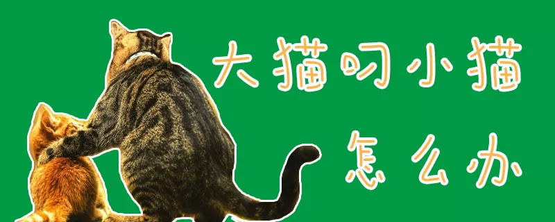 大猫叼小猫怎么办