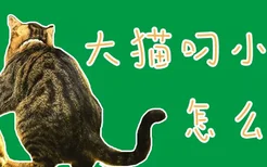 大猫叼小猫怎么办