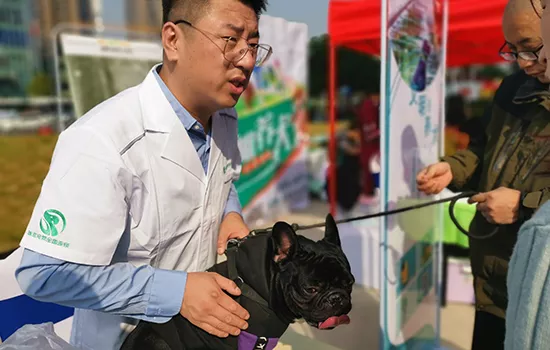 长沙科学预防狂犬病，一群宠物狗领到“电子身份证”