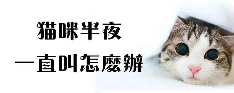 猫咪半夜一直叫怎么办