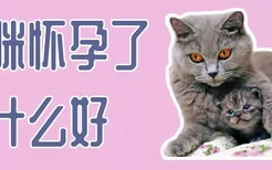 猫咪怀孕了吃什么好