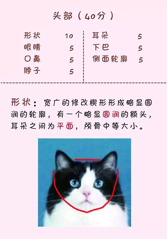 猫发腮前后对比 不是所有猫都会发腮哦！