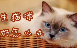 新生猫咪不吃奶怎么办