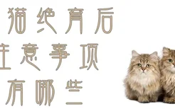 小猫绝育后注意事项有哪些