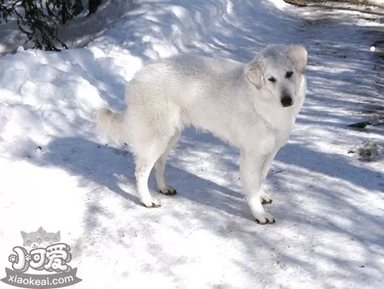 库瓦兹犬怎么喂养 库瓦兹犬喂养指导