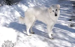 库瓦兹犬怎么喂养 库瓦兹犬喂养指导