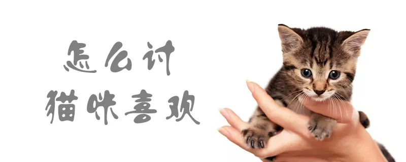 怎么讨猫咪喜欢