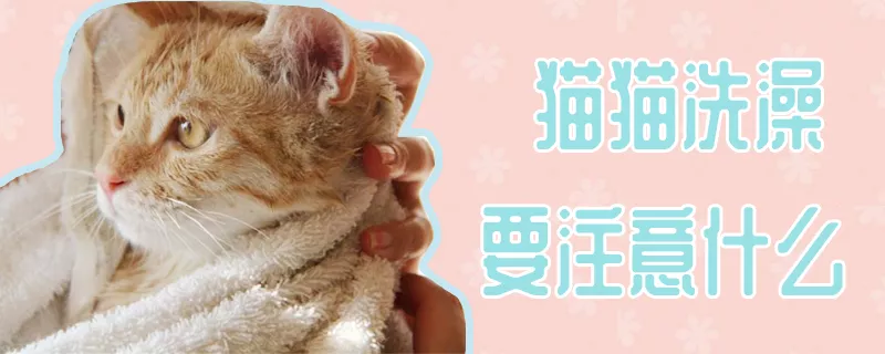 猫猫洗澡要注意什么