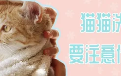 猫猫洗澡要注意什么