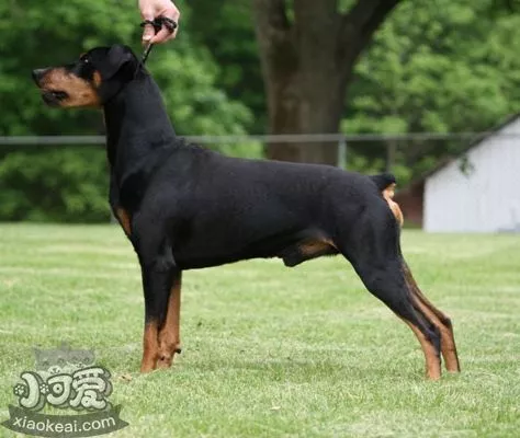 德国宾莎犬扑咬怎么训练 德国宾莎犬扑咬训练技巧