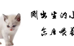 刚出生的小猫怎么喂养