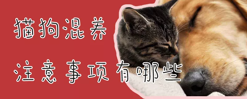 猫狗混养注意事项有哪些