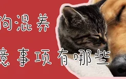 猫狗混养注意事项有哪些