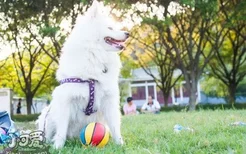 银狐犬呕吐怎么办 银狐犬呕吐治疗方法