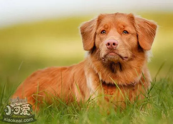 新斯科舍猎鸭寻猎犬怎么训练教程1