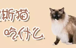 波斯猫吃什么