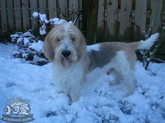 迷你贝吉格里芬凡丁犬耳朵清洁护理方法1