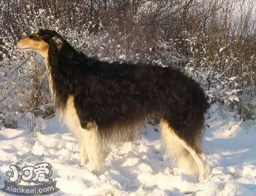 怎么训练苏俄猎狼犬恭喜发财