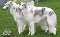 苏俄猎狼犬异食癖怎么治疗 异食癖治疗方法